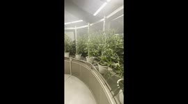 Tourist walks through cannabis greenhouse in Bangkok