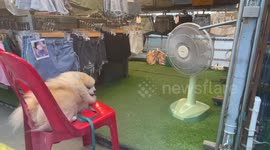 Pet Pomeranian enjoys fur being blown by fan