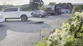 Huge monitor lizard walks through garden centre car park