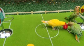 Parrots get competitive as they battle to dunk on miniature basketball court