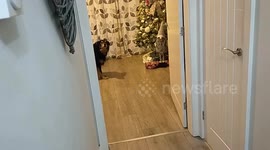 Henry our rescue really loves Christmas, here he is opening one of his presents