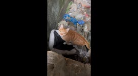 Chinese blogger's cat nest theft video leads to owner's joyful reunion