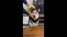 Pomelo shell hat delight: Hage the husky's joyful fashion moment