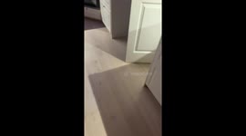 Cat burglar: Bruce caught in the act raiding his food bag in Stockholm