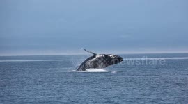 Breathtaking breach: humpback majesty in the Strait of Juan De Fuca