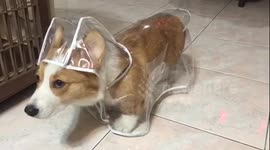 Corgi puppy on stone when he put on the raincoat