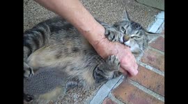 Cat Enjoying Brushing