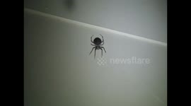 Enormous Porch Spider