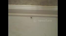 Spider In The Bathroom