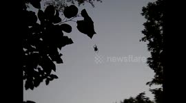 Spider at dusk at edge of woods