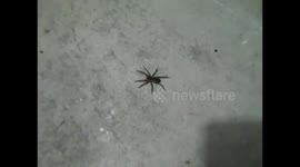Northeast Ohio Spider