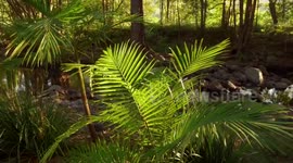 Lush Rainforest