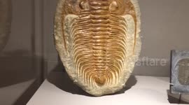 Trilobite fossil display at NYC Museum of Natural History