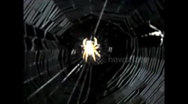 Spider Web Part 6
