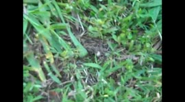 Spider With Egg Sack