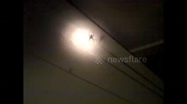 Spider, Large and Scary!.