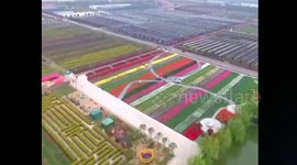 武汉:郁金香花海绽放迎客