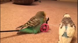 Reggie enjoying his penguin