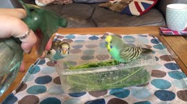 Bird bath with a spritzer