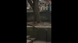 Hungry squirrel grabs a slice of pizza