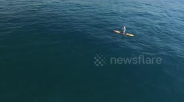 Paddleboarder gets surprise visit by pod of dolphins