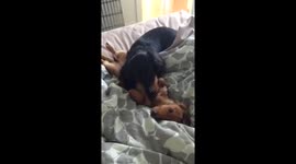 Dachshund puppies loving and licking each other