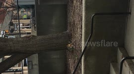 Hungry squirrel grabs a slice of pizza
