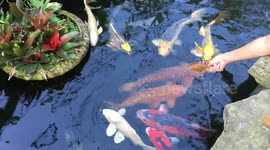 Hand Feeding Koi Fish
