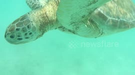 Feeding lager head sea turtles