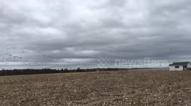 Goose Goose Geese