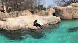 Seal at the Bronx Zoo entertaining itself with a piece of wood