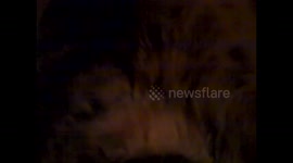 Cat Snoring and waking up