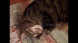 Cat with Sleep Apnea