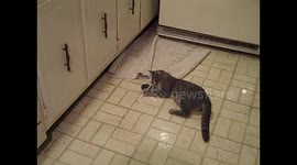 Cute Adorable kitten playing on kitchen floor