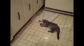 Cute Adorable kitten playing on kitchen floor