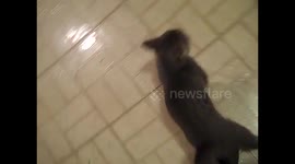 Kitten begging for fish