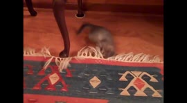 Kitten playing