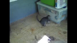Kitten's First Catch