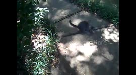 Kitten's First Wild Catch