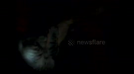 Training Kitten Not To Bite