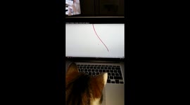Cat trying to bite string on screen