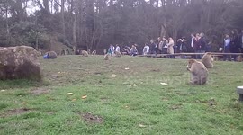 Monkey  Forrest
