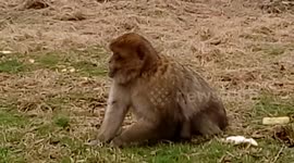 Monkey eating  fruit being cute