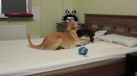 Dogs workout on the bed