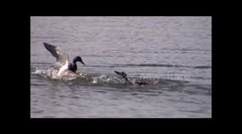 Mallard drakes fight to mate with hen