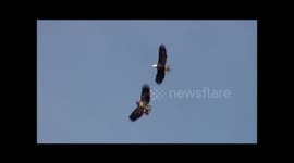 Bald eagle puts on performance while flying with its child