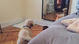 Puppy reacts hilariously to seeing reflection for the first time