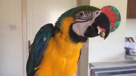 How a macaw cleans a peanut to eat