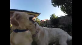 These two dogs playing together is an adorable sight