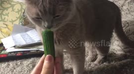 Pandora the cats loves cucumbers